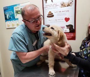 SPCA Buffalo