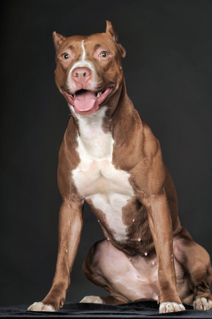 bully max