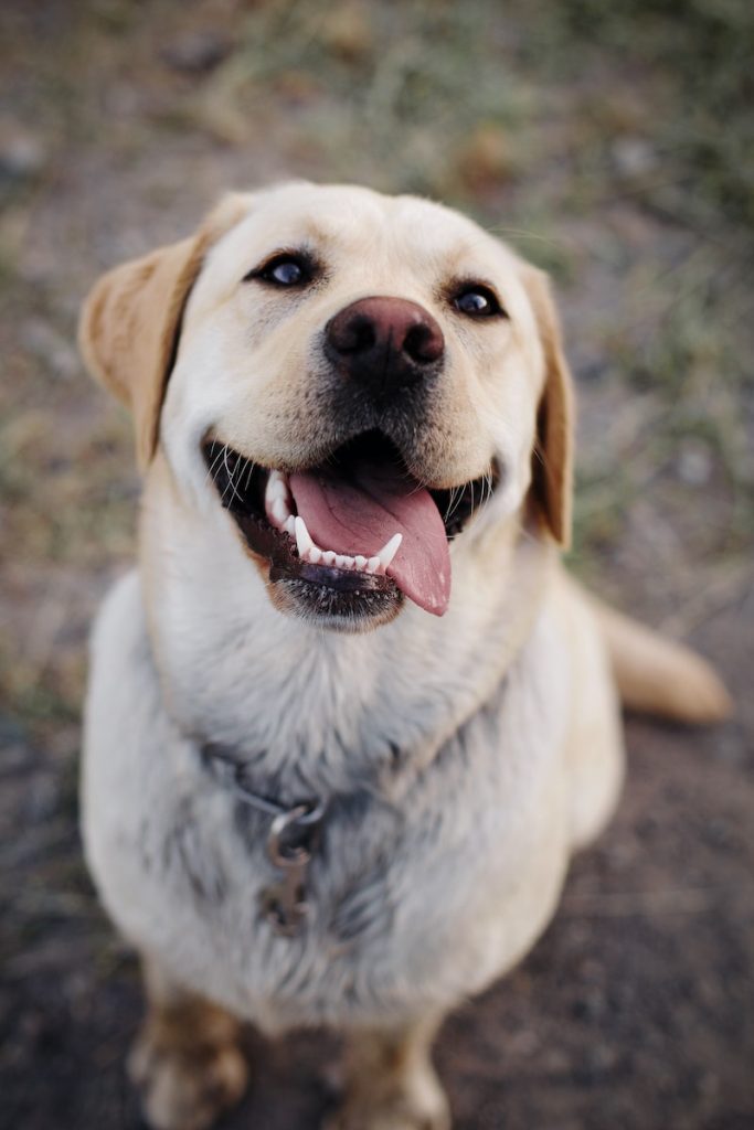adult yellow Labradors 