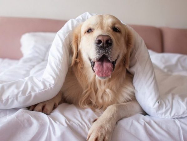 pet pet care