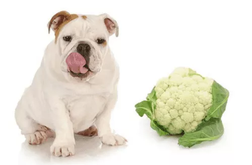 Can Dogs Eat Cauliflower