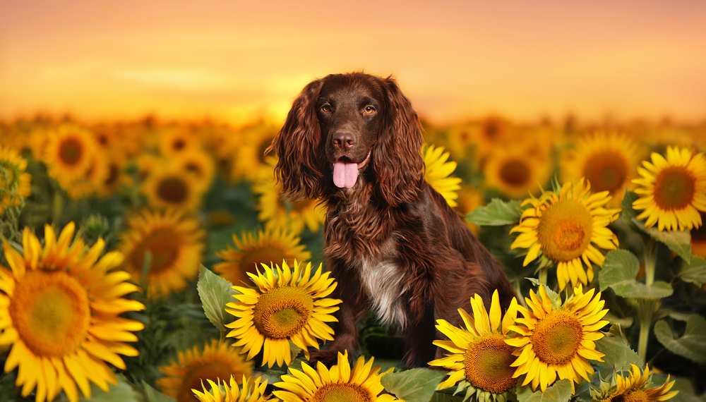 Can Dogs Eat Sunflower Seeds