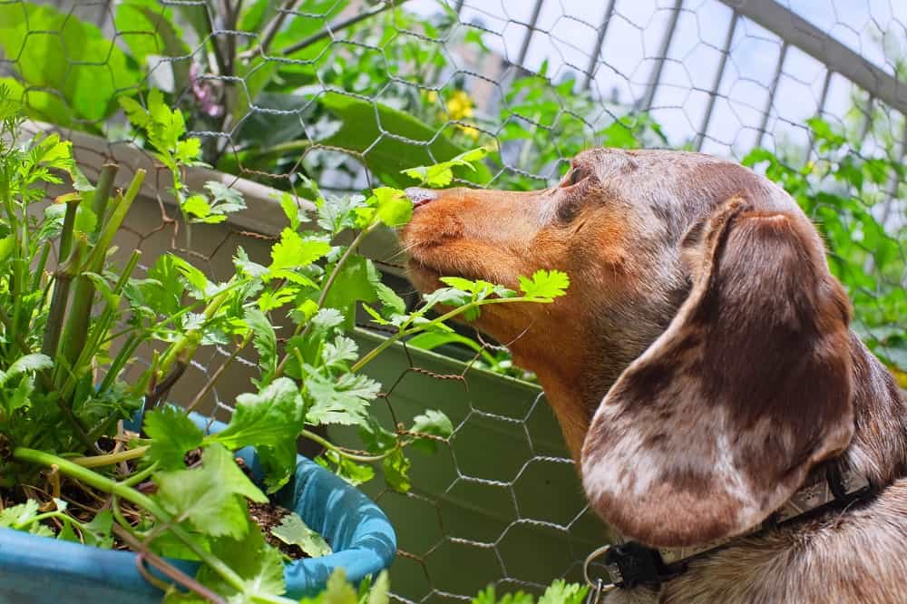 Can Dogs Eat Cilantro
