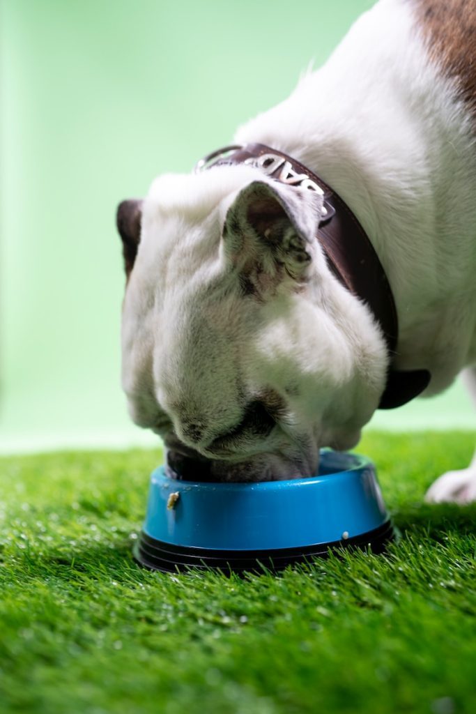 Can Dogs Eat Ham coated dog lying on green grass during daytime