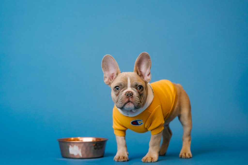 Can Dogs Eat Ham brown french bulldog in yellow shirt holding blue ceramic mug