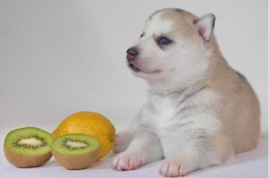 dogs eat kiwi , kiwi for dogs , kiwi benefits for dogs , kiwi risks for dogs , how to feed kiwi to dogs , dogs