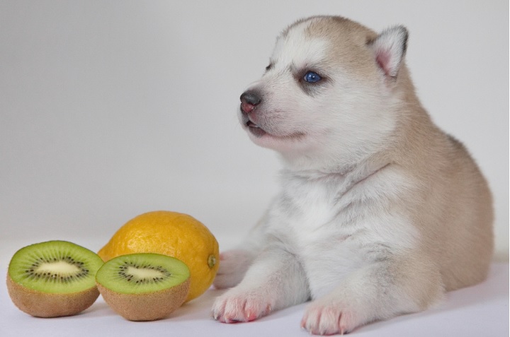 dogs eat kiwi , kiwi for dogs , kiwi benefits for dogs , kiwi risks for dogs , how to feed kiwi to dogs , dogs