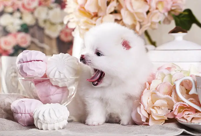 Can Dogs Eat Marshmallows