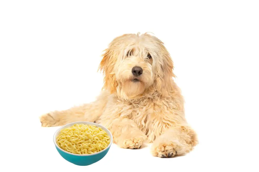 Can Dogs Eat Noodles