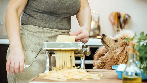 Can Dogs Eat Noodles