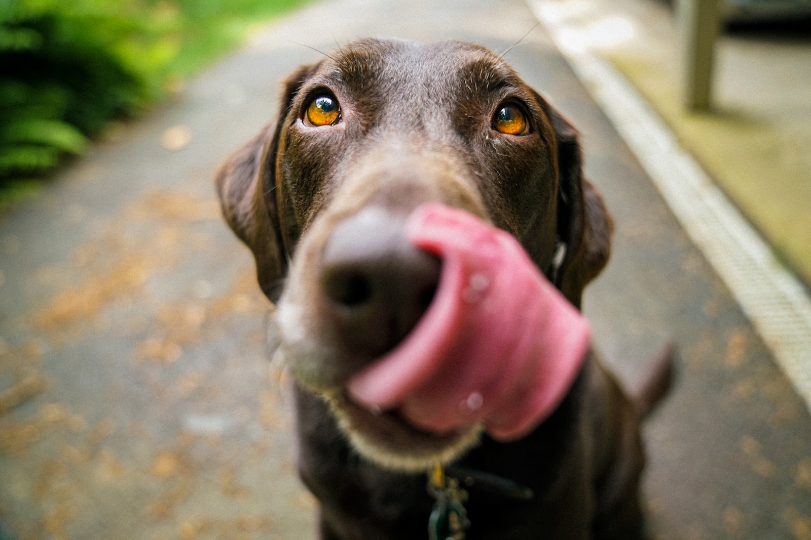 Can Dogs Eat Shrimp: Exploring the Nutritional Value, Health Benefits, and Risks