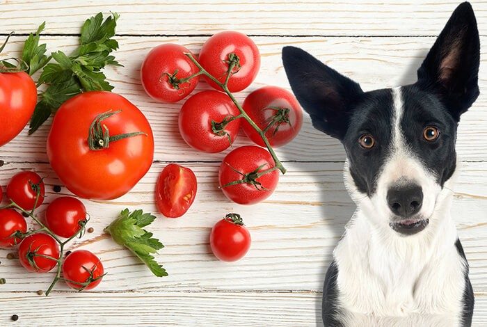 Can Dogs Eat Tomatoes