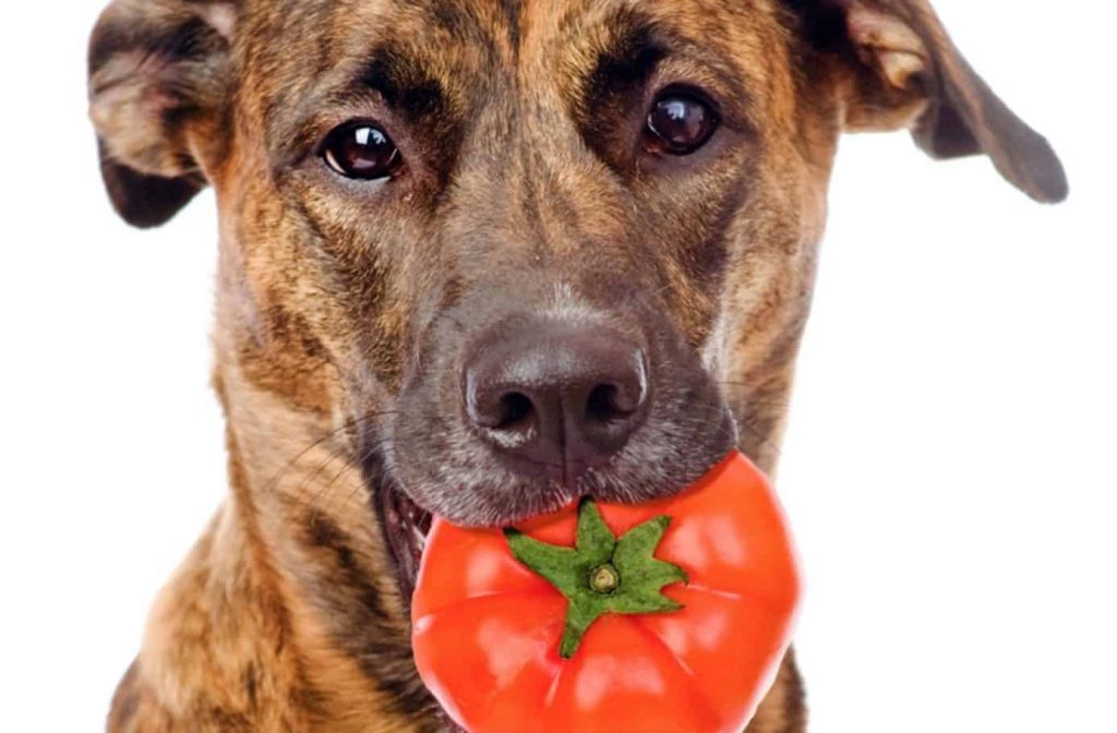 Can Dogs Eat Tomatoes