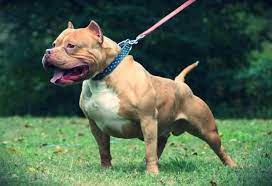 Mexican Dog Breeds