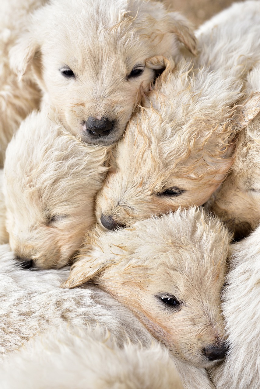 Chemung County SPCA puppies, domestic animal, dogs