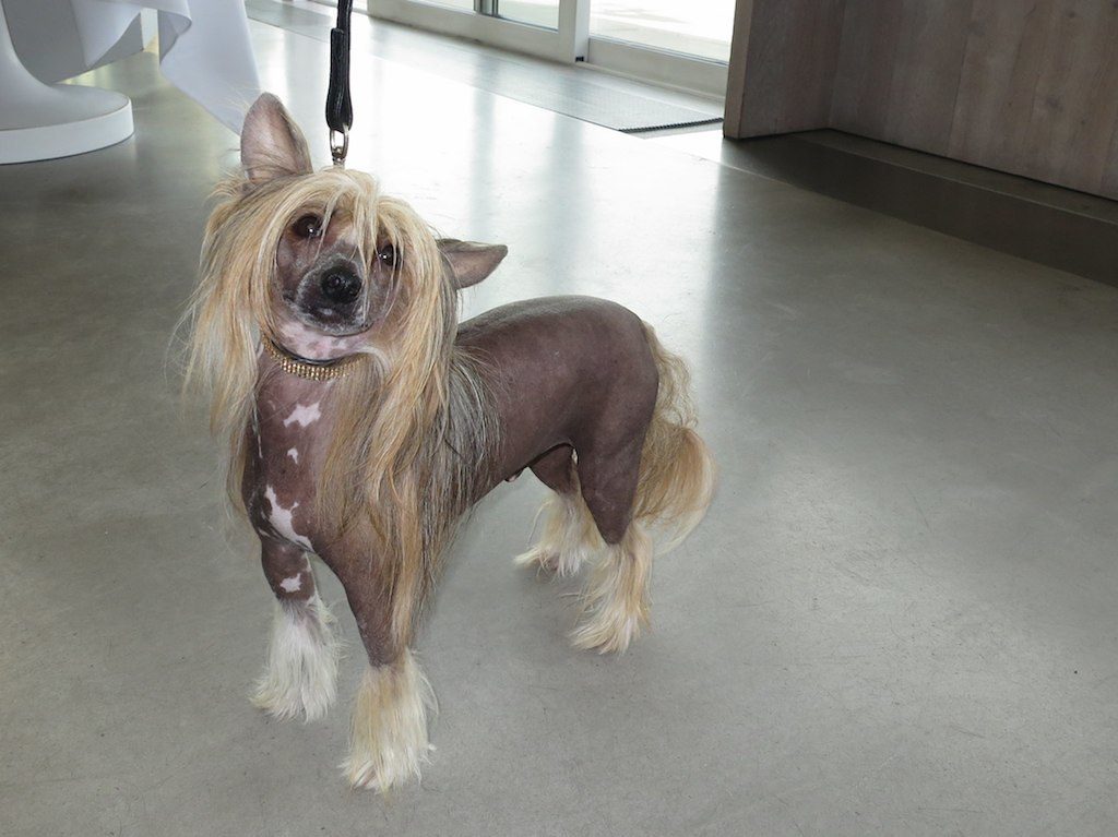 Chinese Crested Dog
