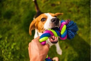 crafting projects or toys 