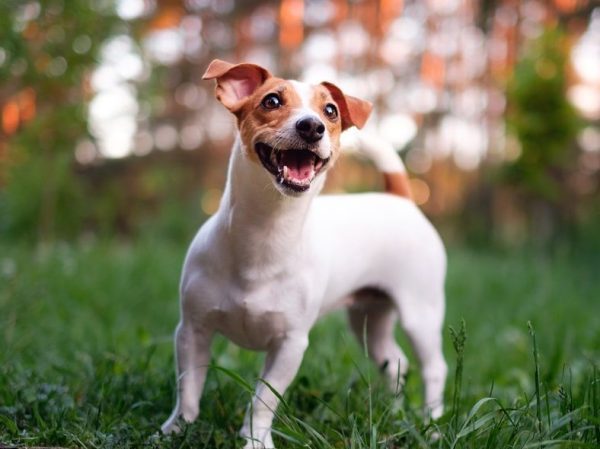 dog