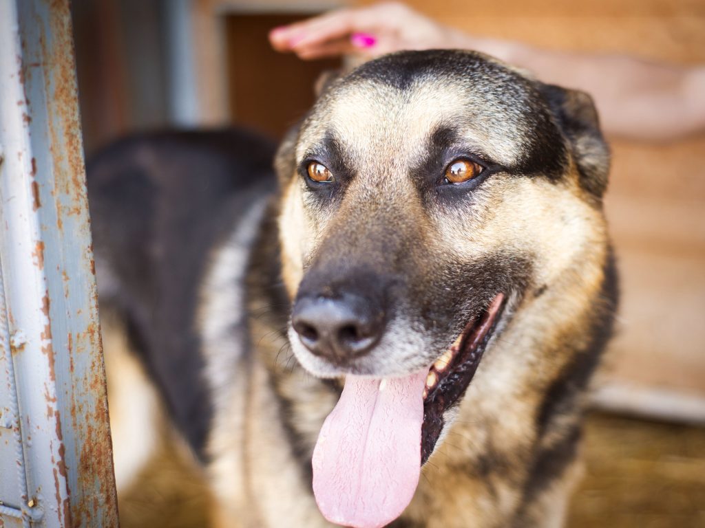 SPCA Suncoast