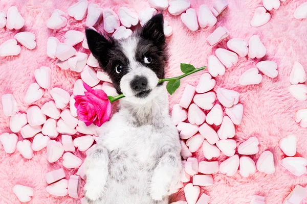 Can Dogs Eat Marshmallows