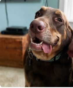 Vizsla Doberman Mix