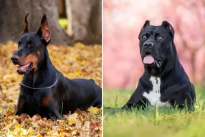 Cane Corso and Doberman Pinscher Mix