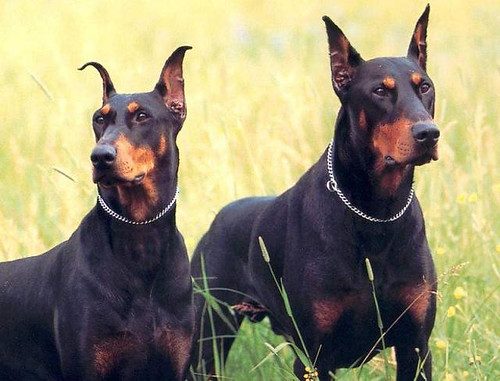 2 doberman pinscher out in the field