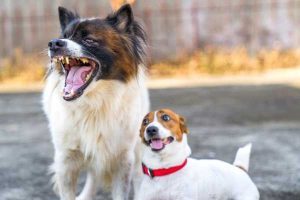 dog barking canine communication