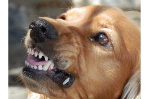 dog trying to bite