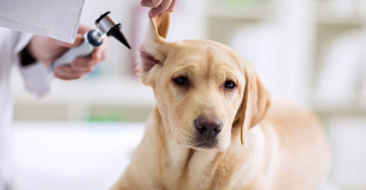 dog ear cleaning