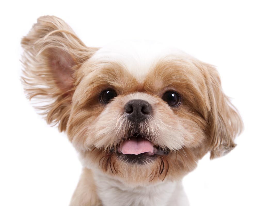 dog ear care