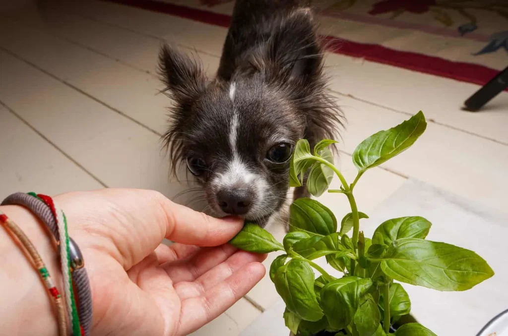 Can Dogs Eat Basil