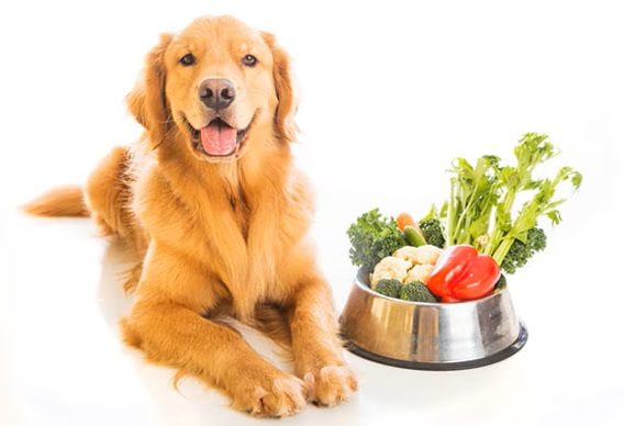 Can Dogs Eat Cauliflower