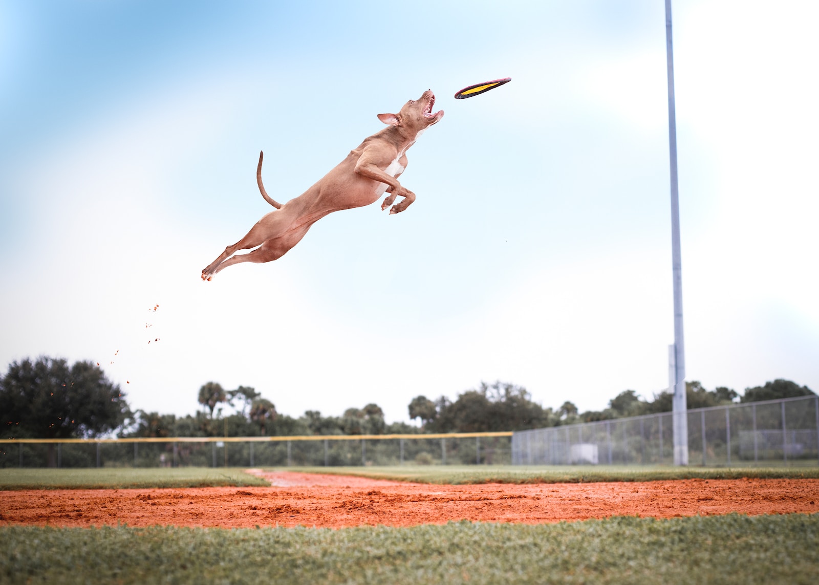 brown short coat large dog jumping on green grass field during daytime playing dog frisbee