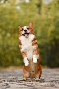 dogs for sale