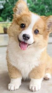 Dog Names That start with C
