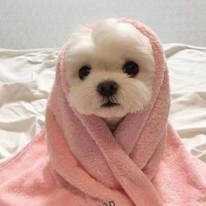 Dog Names That start with C