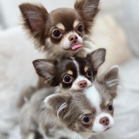 Dog Names That start with C