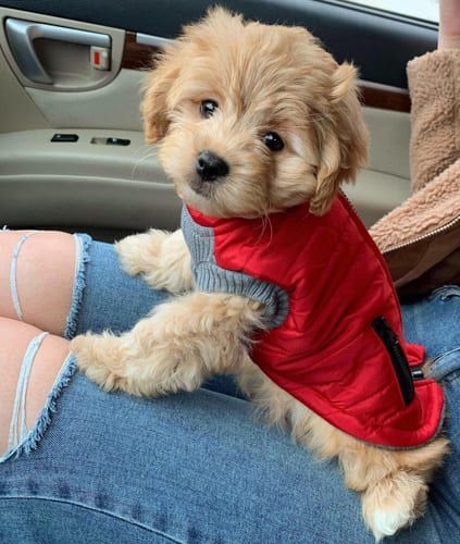 dog names start with a