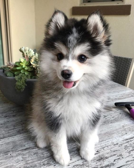 dog names that start with a