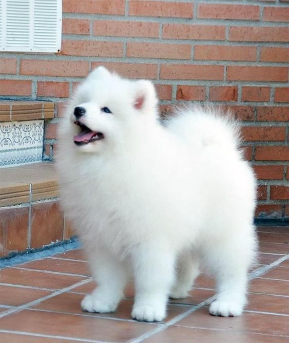 dog names that start with a