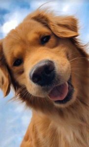 dog names that start with D