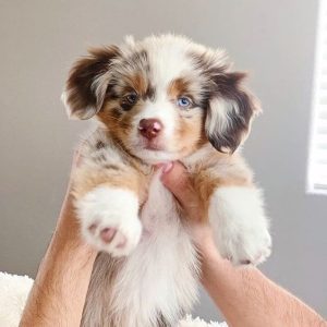 dog names that start with D