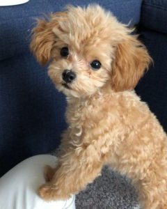 dog names that start with D