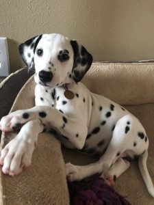 dog names that start with D