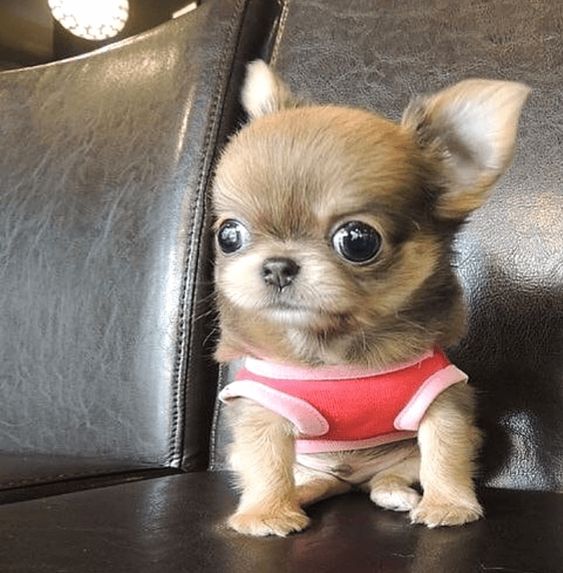 dog names that start with E