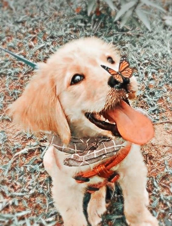 dog names that start with H