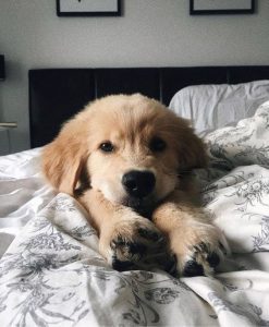 dog names that start with H