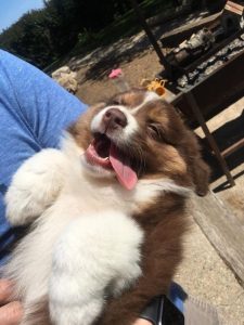 dog names that start with H