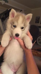 dog names that start with H
